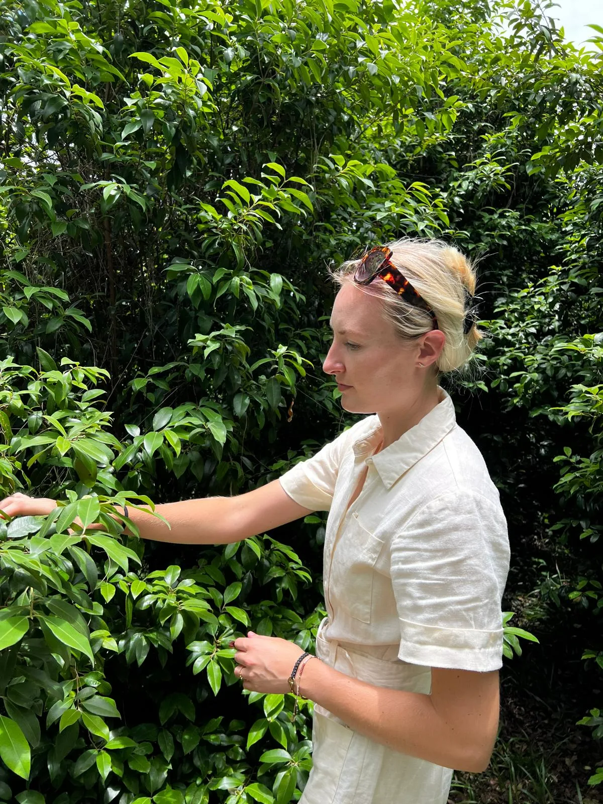 An EVRI specialist inspecting fresh leaves at a plantation