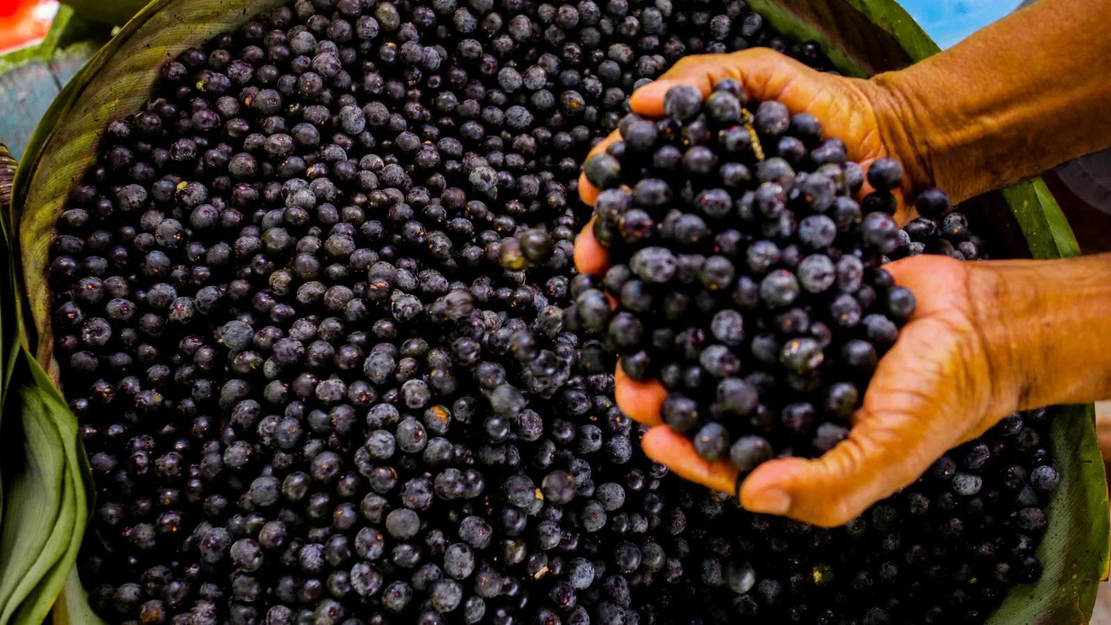 Açaí berries being harvested