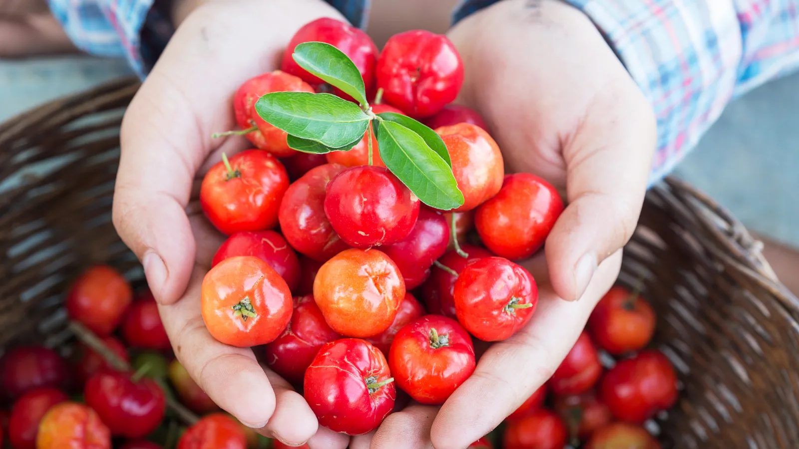 Hands holding freshly picked acerola cherries