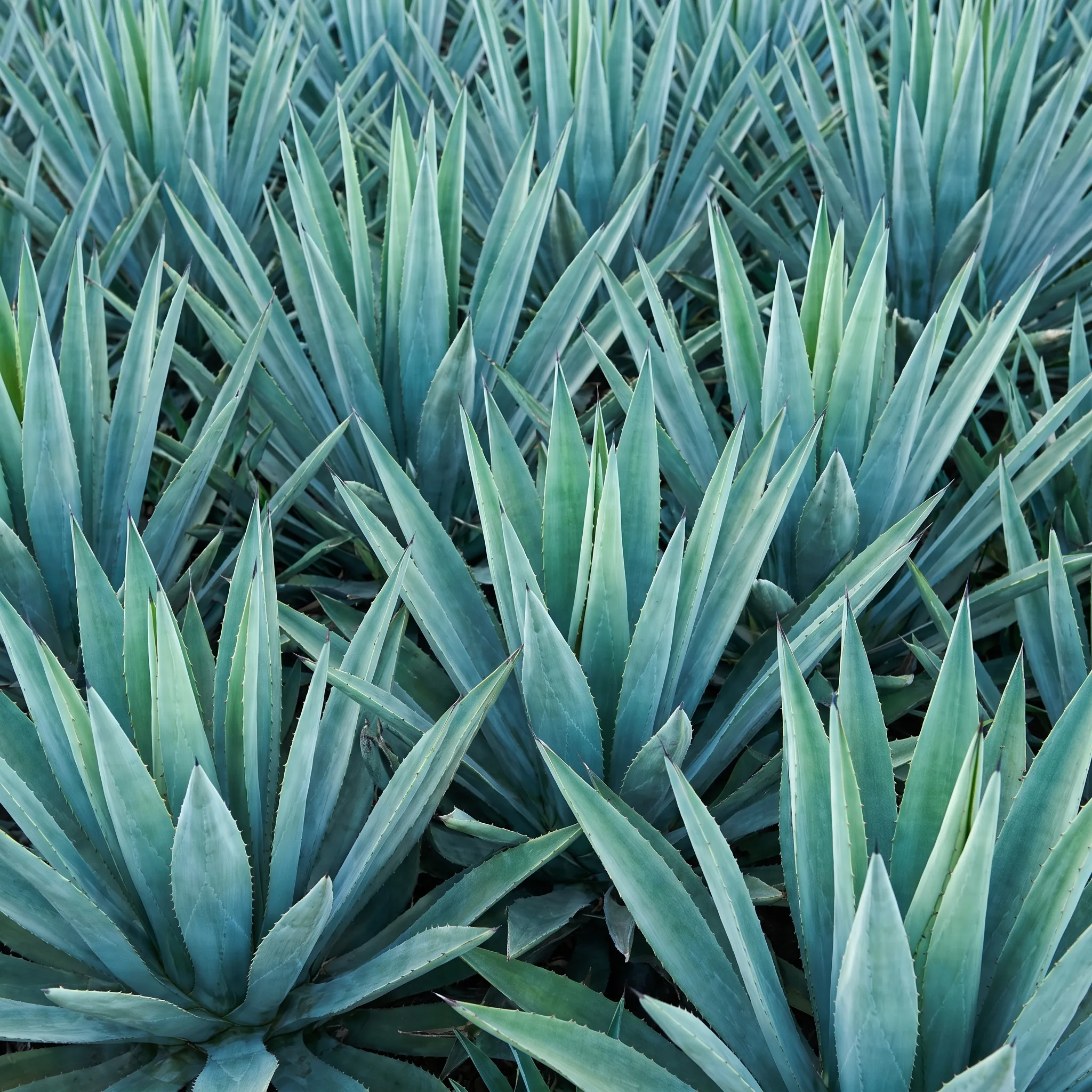 Agave plants growing in a field