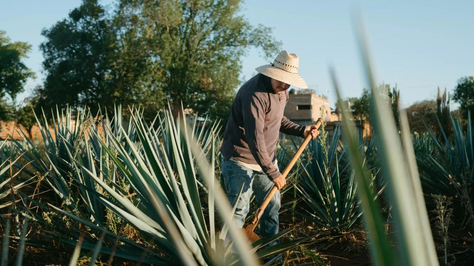 A farmer working among agave plants