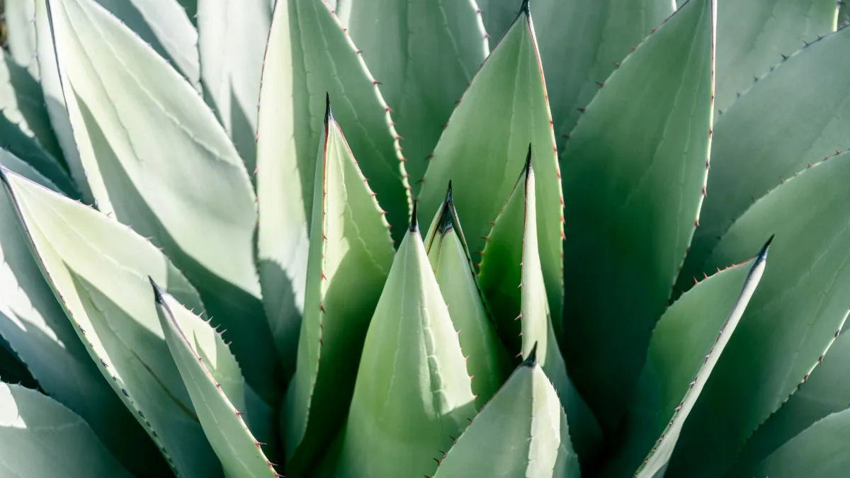 Agave plant leaves up close