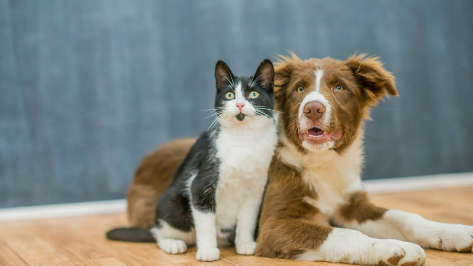 A cat and a dog sitting side by side indoors