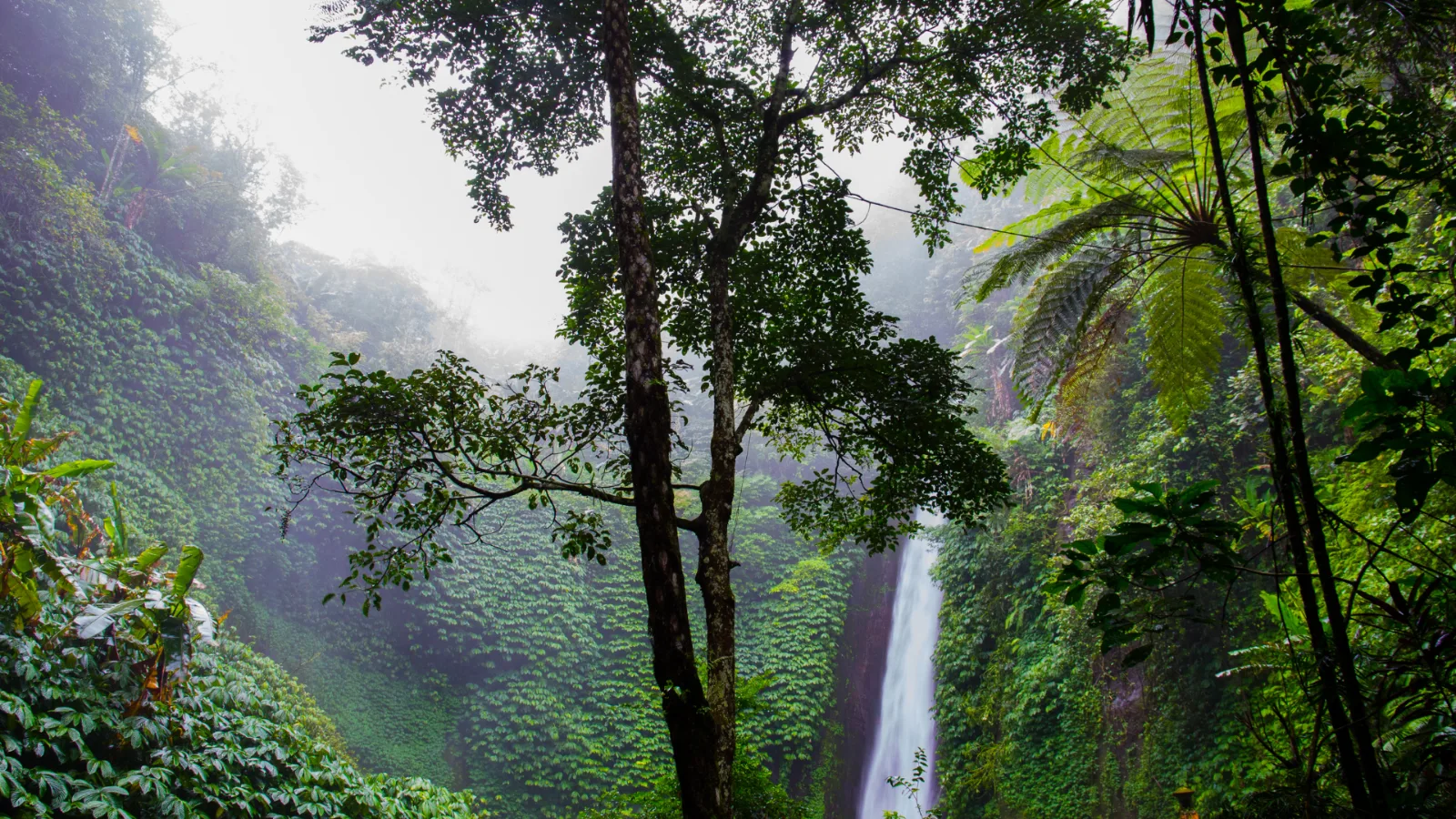 A waterfall in dense tropical rainforest