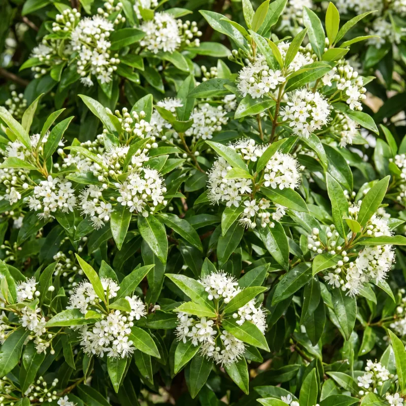 Lemon myrtle in blossom