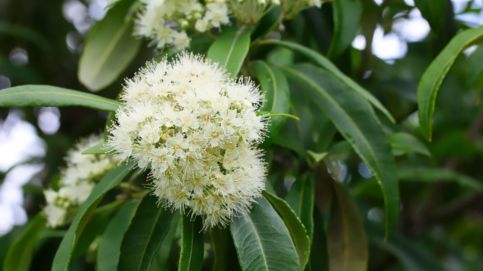 Lemon myrtle leaves