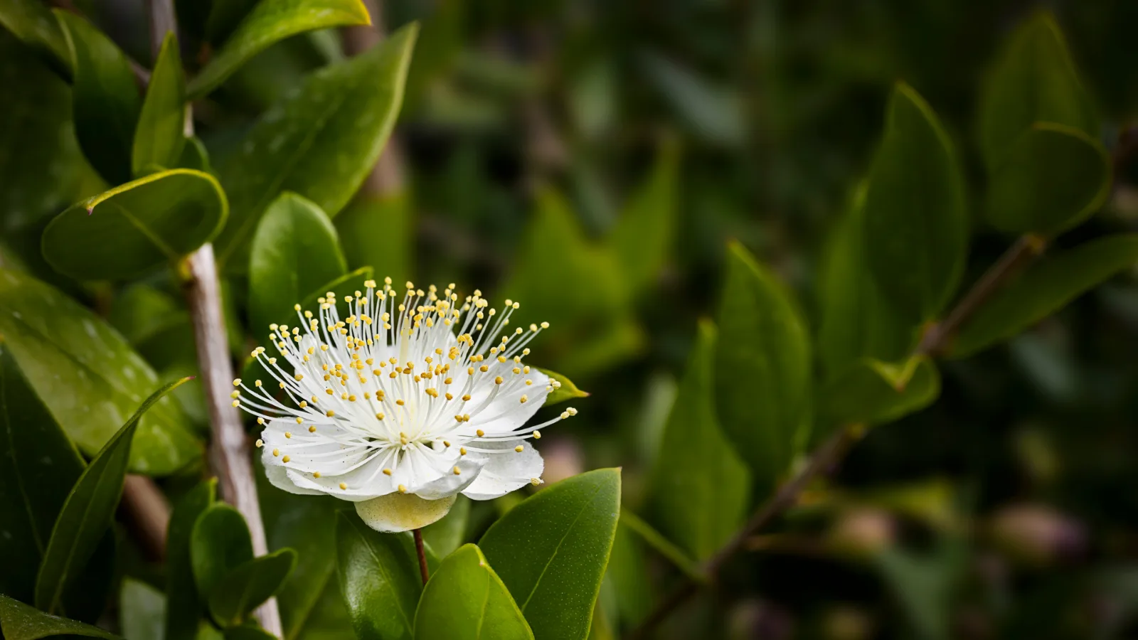 Lemon myrtle in blossom