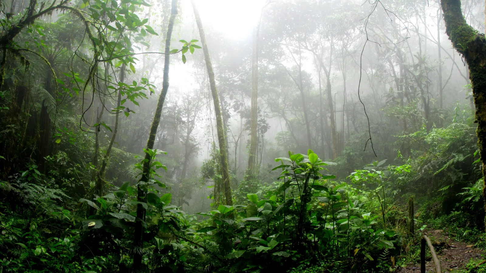 Dense tropical rainforest seen from above